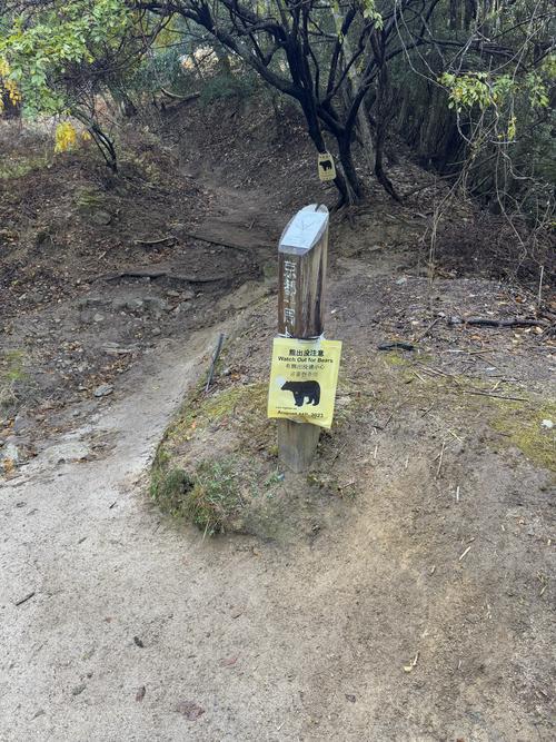 Bear sighting in Kyoto mountains.