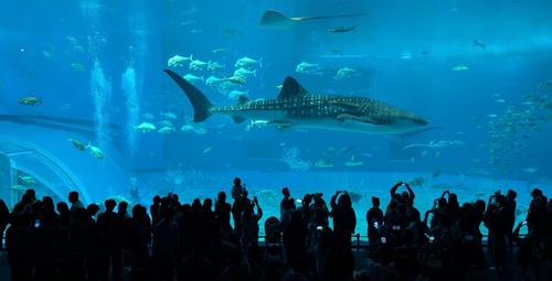 At Okinawa Acquariam, biggest shark ever living human captivity. Credit Srijon: https://srijon.me